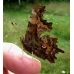 Comma larvae c-album 10 larvae